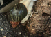 Archachatina Ventricosa Albino Land snails