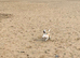 Male jack Russel