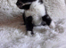 Beautiful black-and-white kittens