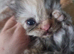 Kittens 2 girl chinchilla Persian