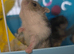 Baby Russian Hamsters