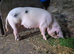 GOS SOW for sale