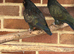 Proven pair bronze winged pionus