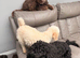 Cockapoo 1 brown boy 2 black girls ready to leave 16th September