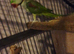 PAIR ALEXANDRINE PARROTS AND LARGE MACAW CAGE