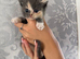Ragdoll x domestic shorthair