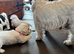 KC registered Westie pup