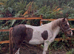 Beautiful Dartmoor hill pony