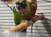 Proven breeding pair
