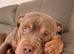 Beautiful pocket bully obi