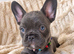 Beautiful frenchie pups