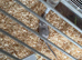 2 x Gerbils