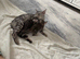2 Bengal kittens