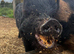 Black Kune Kune cross sow