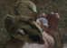 2 Sugar Gliders with cages, toys etc