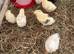 Hybrid baby chicks (HENS)