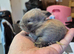 Bunnies