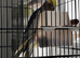 Beautiful 1-Year-Old Cockatiel Looking for a Loving Home