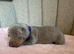 5 KC Miniature Dachshunds