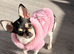 XXS chihuahua little girl very tiny only 1kg