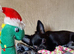 REDUCED - Last Pup Left! Chihuahua Puppy READY NOW