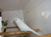 Baby budgies ready for new homes