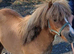 Shetland pony