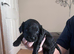 Cavapoo x cockapoo 7 gorgeous pups looking for forever home