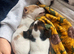 SOLD vaccinated, Jack Russell BOY ONLY ONE LEFT