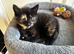 4 mixed breed little kittens