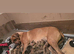 x1 Girl Available