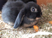 Baby mini lop doe bunny