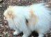 Beaver and white parti colour Pomeranian KC reg