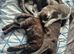 3 boy kittens looking for forever home