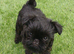 Griffon bruxelles x affanpincer