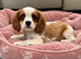 KC Reg DNA Clear cavalier King Charles puppies