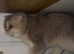 1 Year old Scotish fold for Rehoming