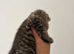 Tabby and tortie kittens