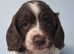 Springer puppies for sale