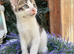 MALE KITTEN READY NOW