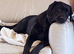Beautiful Black Labrador