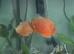 2 high quality Oscar’s around 6/7 inches- 50pound the pair