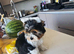 Yorkshire terrier girl - 12 weeks old