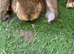 French lop Male Frank