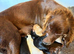 Cocker spaniel pups for sale