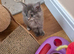 Maine coon kittens available
