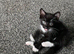 Looking for a new forever home for my cat Leo