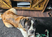 2 year old St bernard