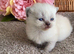 BEAUTIFUL RARE SEAL LYNX BSH TEDDY BEARS