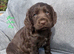 Gorgeous KC reg Cocker Spaniel pups (working type)
